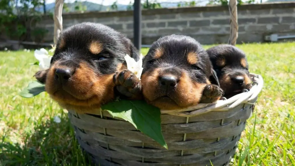 When Do Rottweiler Puppies Open Their Eyes