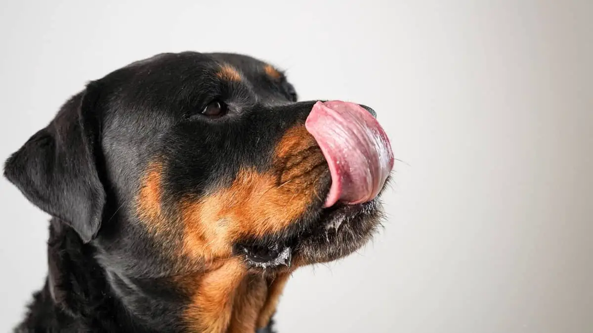 Why Do Rottweilers Lick So Much