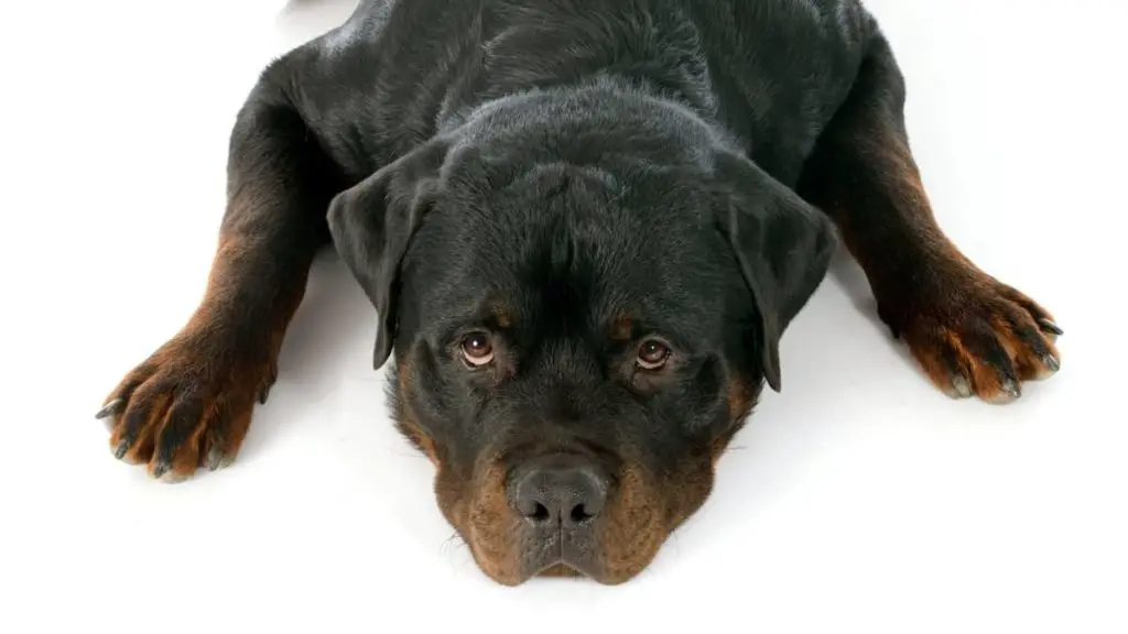 All Black German Rottweiler