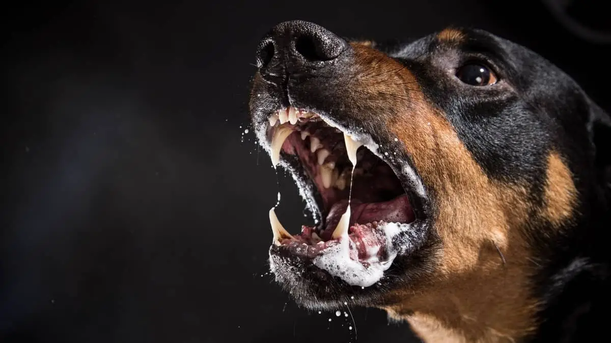 Are Female Rottweilers More Aggressive Than Males