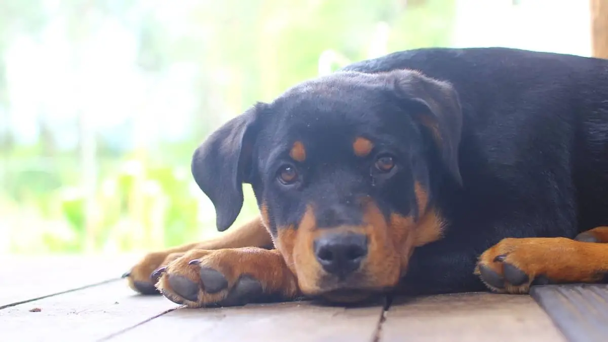 Are Rottweilers Prone To Cancer?