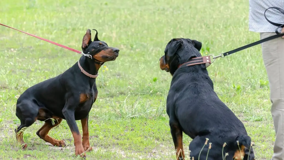 Are Rottweilers Related to Dobermans