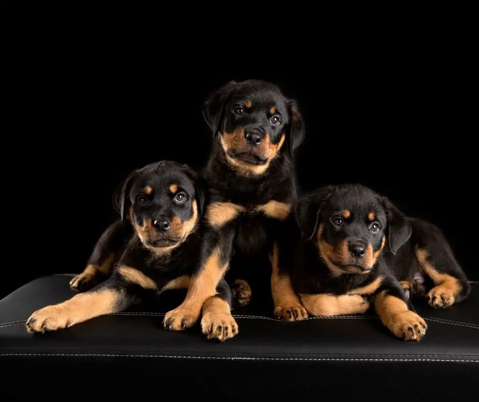 How Much Does A Baby Rottweiler Cost? The Rottweiler Expert Site