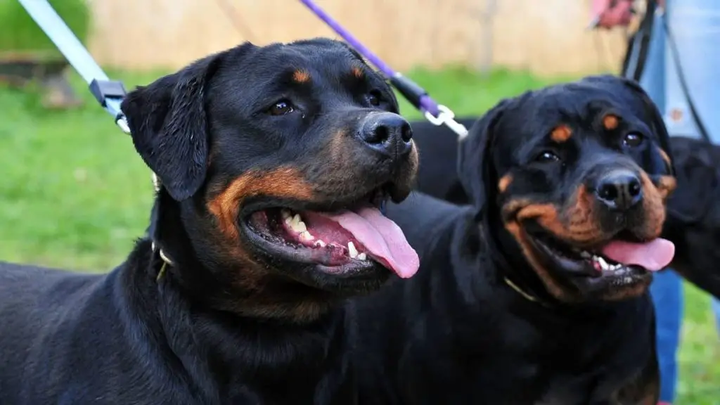 Comparison Of the Roman and the Serbian Rottweiler