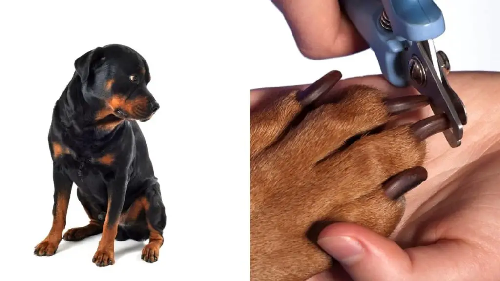 Cutting Rottweiler Nails