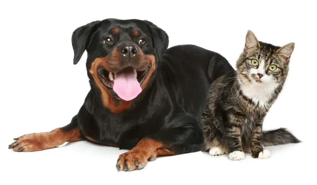 Do Rottweilers Like Cats