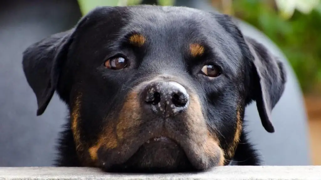 Everything There Is To Know About Rottweilers