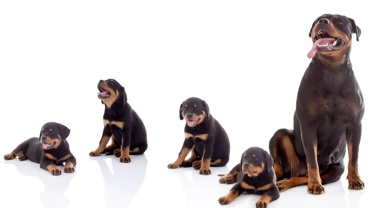 How Many Litters Can A Rottweiler Have