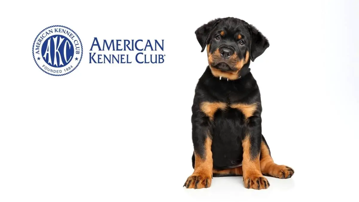 How Much Do AKC Rottweiler Puppies Cost