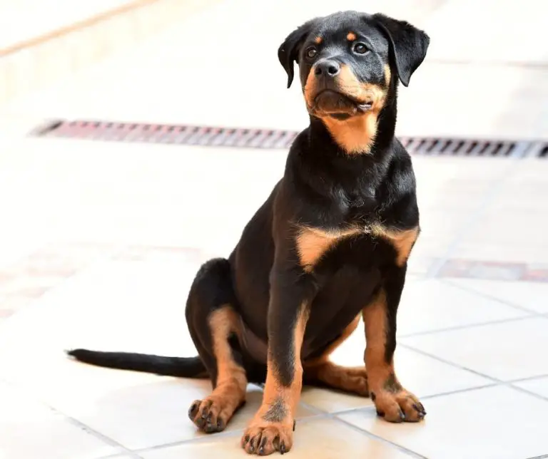 how-much-do-rottweilers-weigh-rottweiler-expert