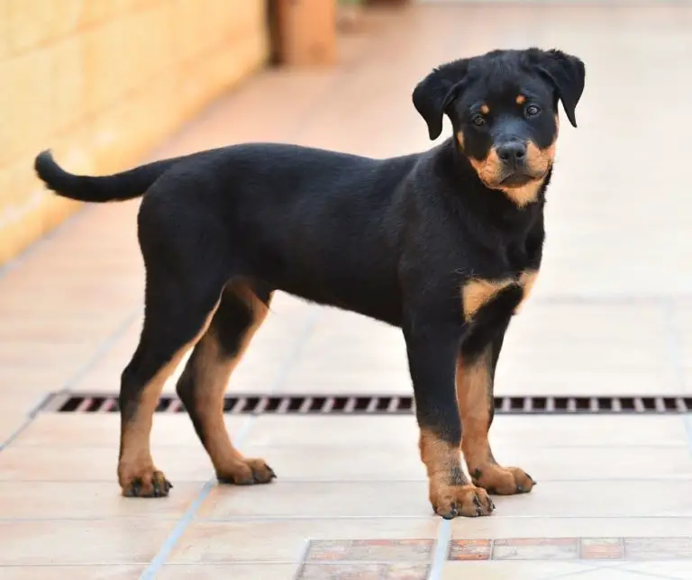 How Often to Feed a Rottweiler Puppy? Rottweiler Expert