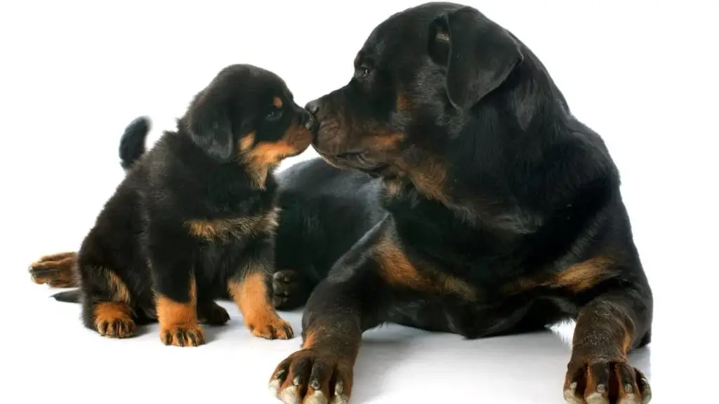 Length Of Rottweiler Gestation Period