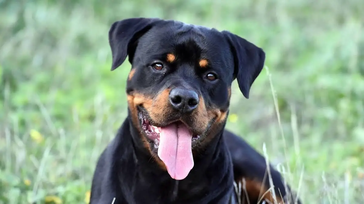 Old Dogs Eating Dirt Rottweiler Expert