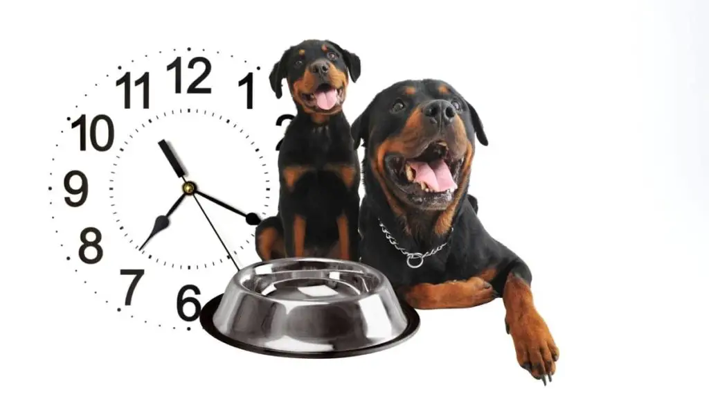 Rottweiler Feeding Schedule