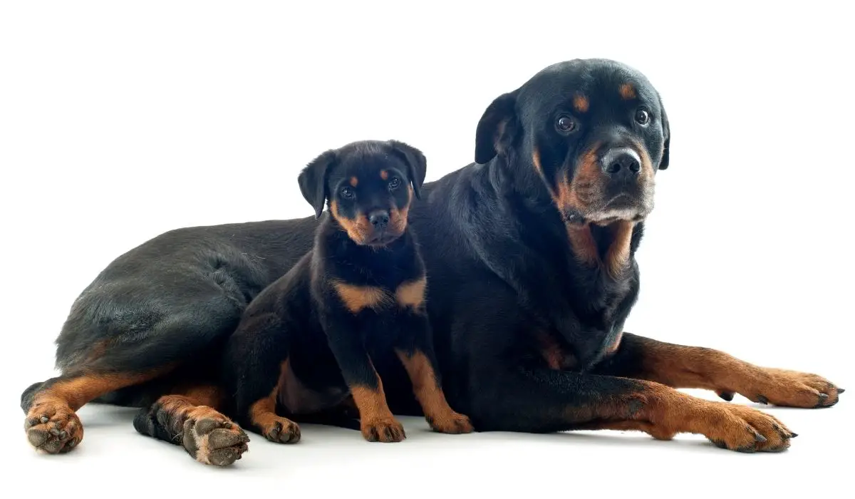 Rottweiler Giving Birth First Time