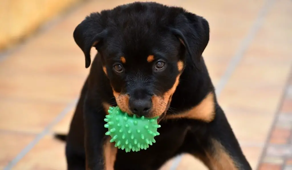 Rottweiler Puppy Exercise Chart