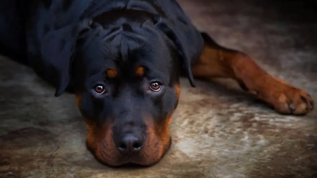 Symptoms Of Rottweiler Health Problems