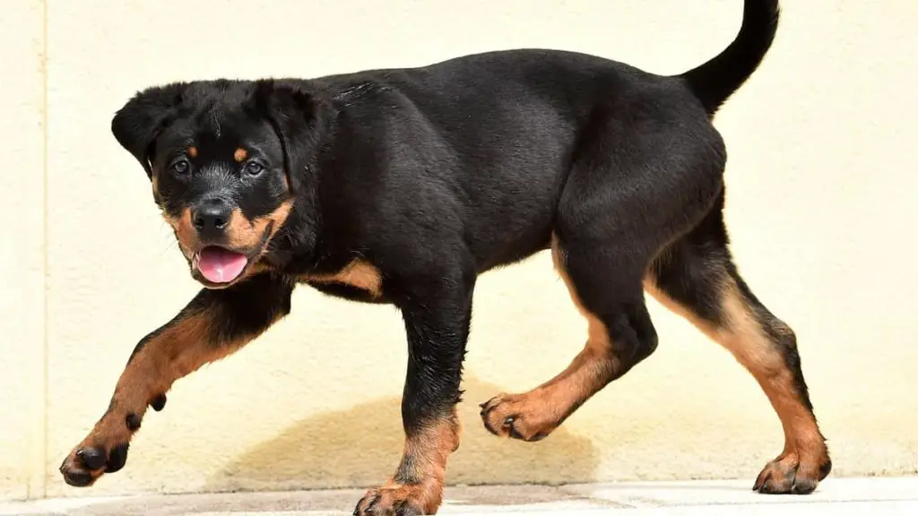 Symptoms Of Rottweiler Hip Dysplasia