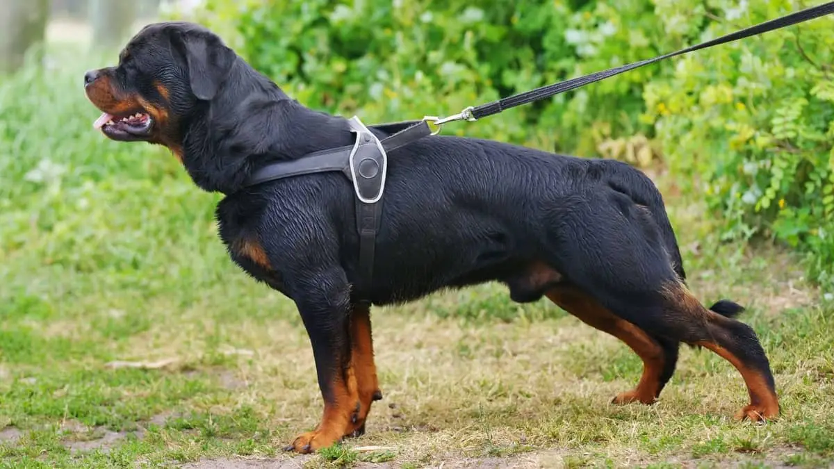 Three Best Harnesses for Rottweilers