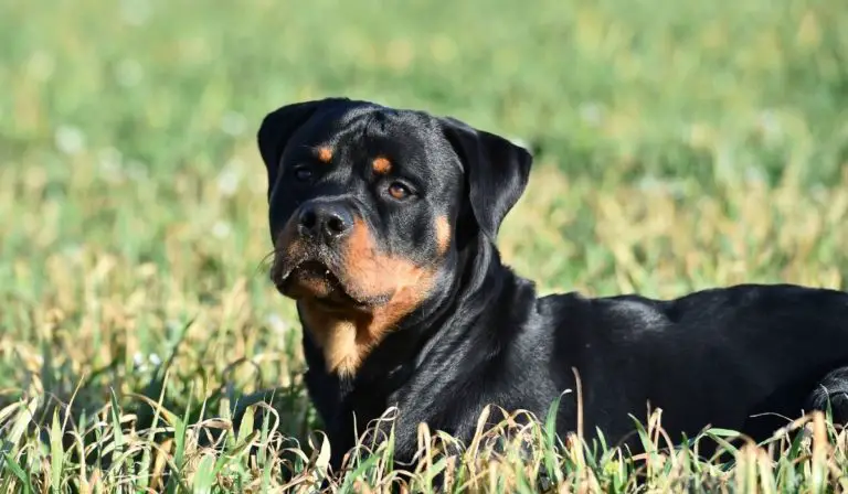 what-are-the-best-russian-rottweiler-names-rottweiler-expert