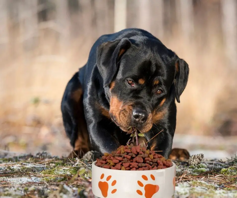 What Is the Best Dog Food for My Rottweiler? - Rottweiler Expert