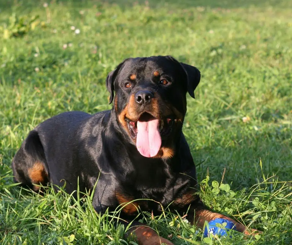 when-are-rottweilers-fully-grown-rottweiler-expert