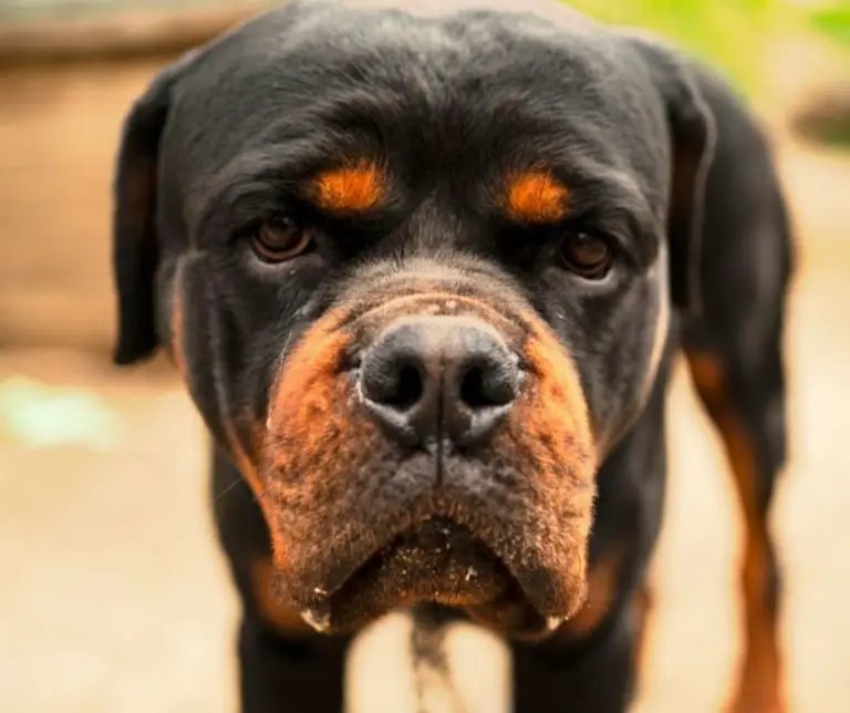 why-are-my-rottweilers-eyes-red-rottweiler-expert