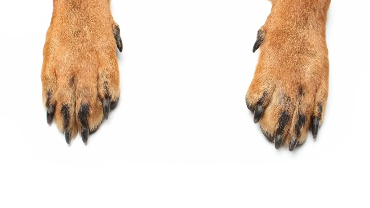Why Do Dogs Have Webbed Feet
