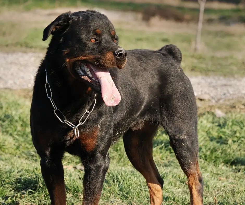 why do people cut rottweiler s tail