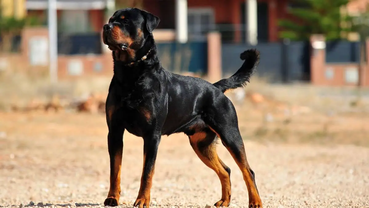 Why Do Rottweilers Have A Bad Reputation