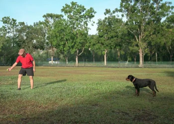 exercise for a rottweiler