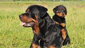 how long is the pregnancy of a rottweiler