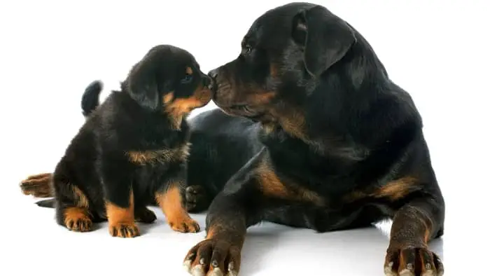 how to breed rottweilers