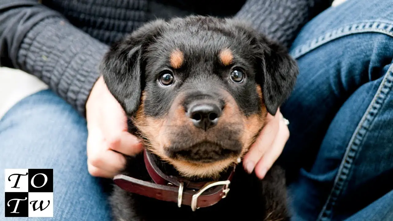 how to name a rottweiler