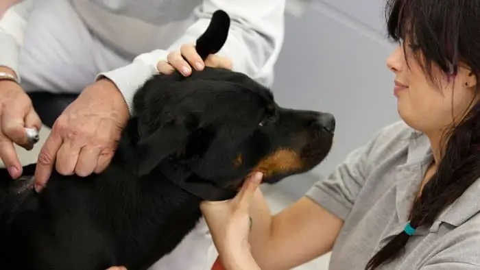 rottweiler health issues