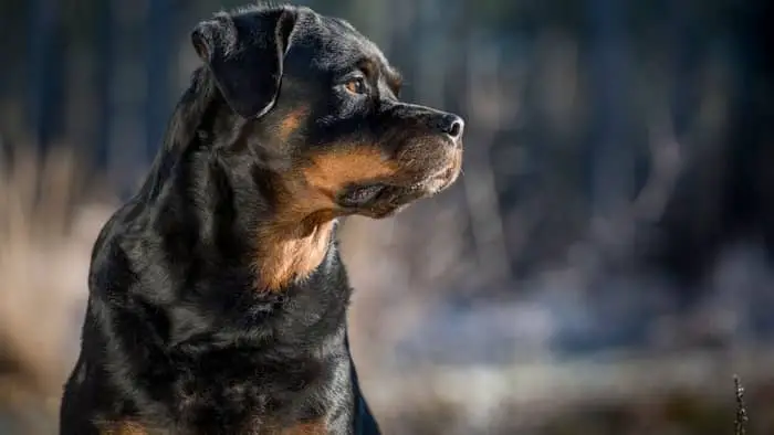 rottweilers personality