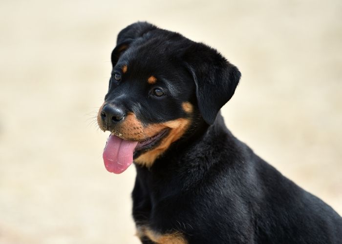 when to spay a rottweiler