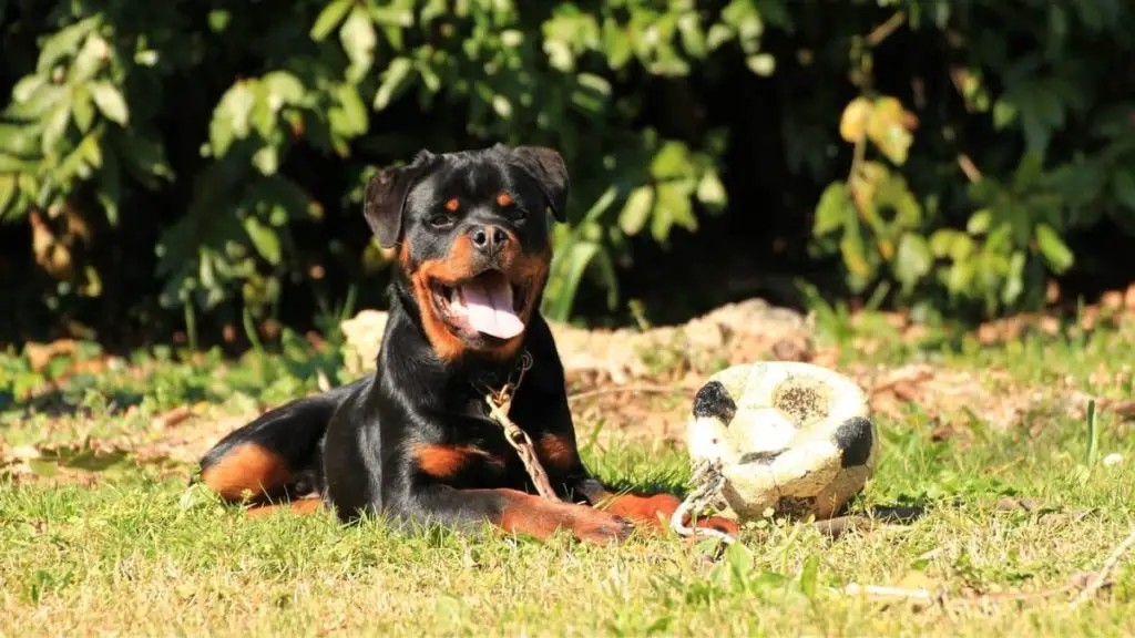 2 Year-old Rottweiler Behavior