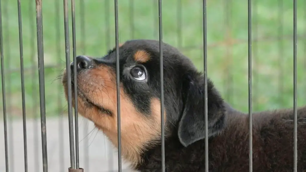 Crate Training A Rottweiler Puppy