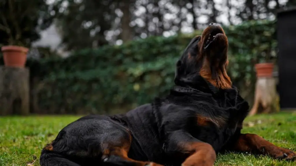 Do Rottweilers Howl