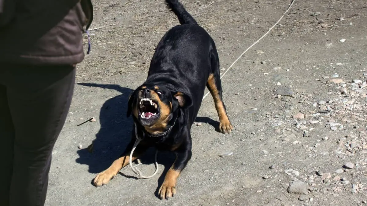 Do Rottweilers Turn On Their Owners