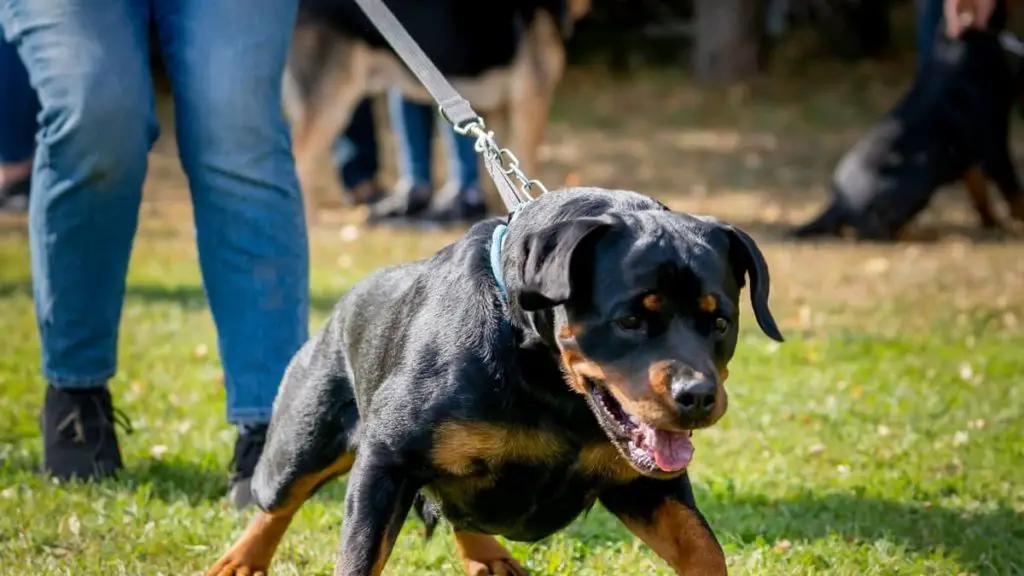 German Rottweiler Temperament