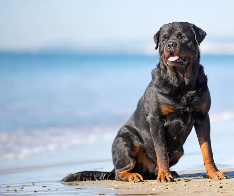 How Long Is A Rottweiler IN Heat? - The Rottweiler Expert Site