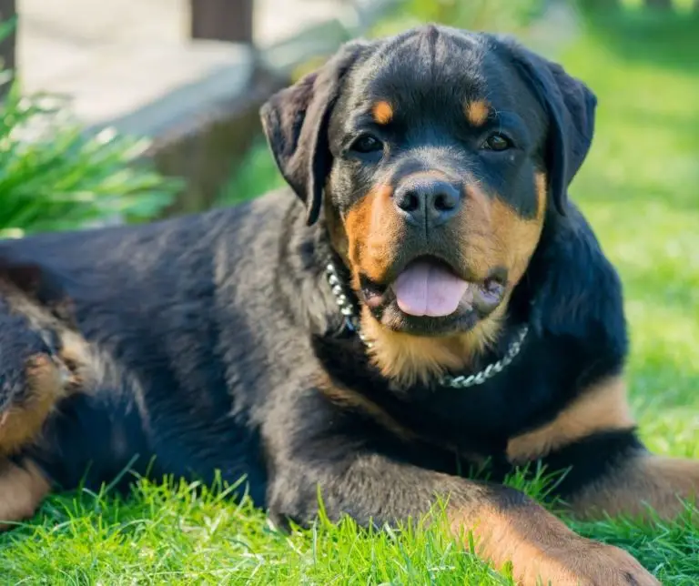 How Much Should A Rottweiler Puppy Eat A Day