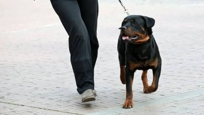 Rottweiler Physical Training At 2 Years Of Age