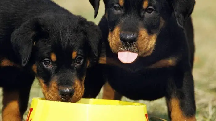 Rottweiler Puppy And Nutrients
