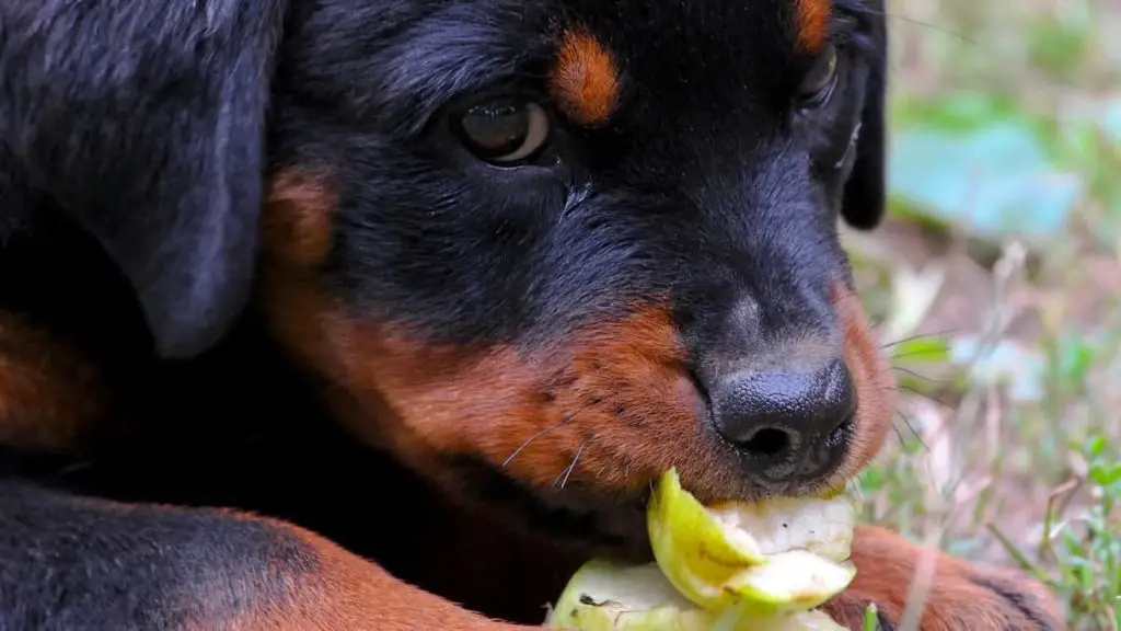 Rottweiler Puppy Diet