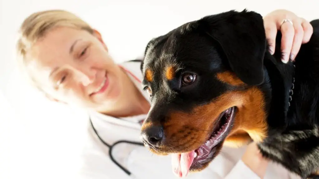 Rottweiler Skin Allergies