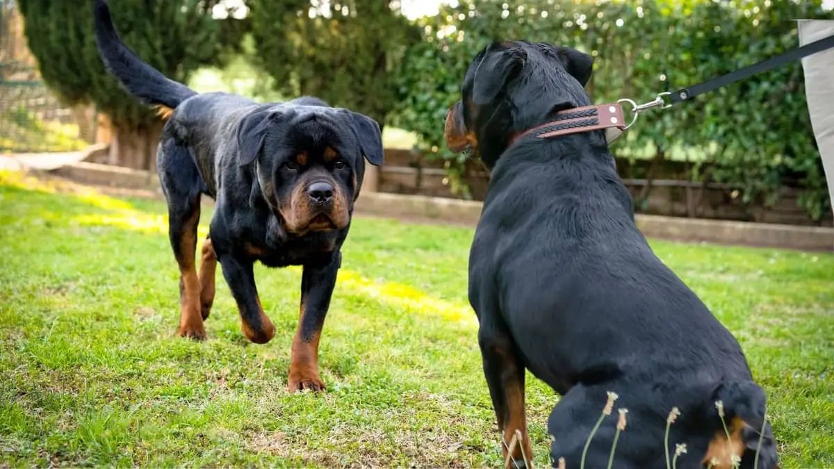 Rottweiler With Tail vs Without