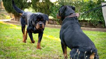 why they cut rottweiler tail